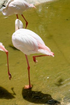 Pink Greater Flamingos, Ruber Phoenicopterus, in the water, Camargue, France. Fallen flamingos clean the wildlife scene from nature.