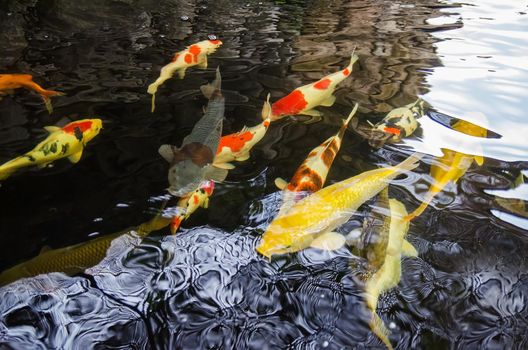Goldfish swim in a pond. Many colored Koi carp from the island of Bali. Stock image.