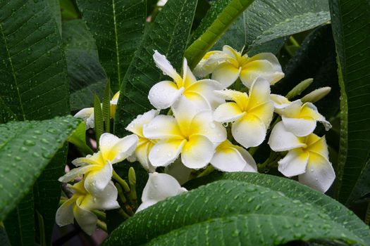 Frangipani or Plumeria flower in drops of water after rain. Traditional flowers Hawaiian Culture, Fiji, Bali, Laos, Thailand. Stock image.