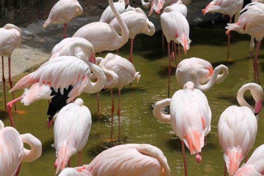 Flamingos in a pond in a zoo in Thailand intended for people to visit and gain knowledge about foreign animals