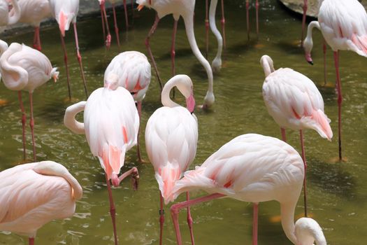 Flamingos in a pond in a zoo in Thailand intended for people to visit and gain knowledge about foreign animals