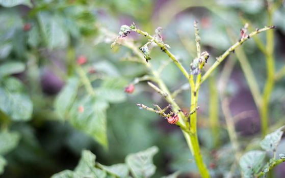Close-up of potato leaves damaged by Colorado striped beetle larvae. Leptinotarsa Decemlineata. Serious potato pest in garden sunlight. The larvae of the Colorado potato parasite eat the leaves