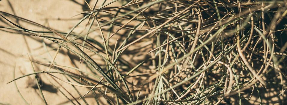 Dry wild needle grass plant herb wallpaper. Savannah soil. Yellow beige pale green matte sepia style. Drought sun day time. Abstract background real photo nature. Banner, more tone red light in stock.