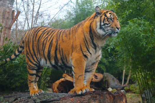 Selective focus, out of focus, a tiger stands on the trunk of a tree