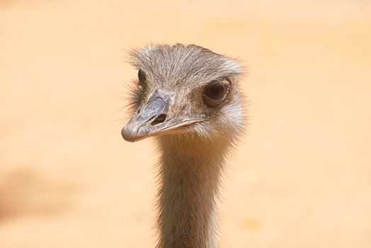 Front view of an ostrich. The concept for fear, ignoring, alertness, and attention. High quality photo