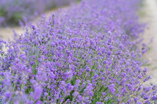 bushes of flowering lavender with a blur. close-up. as a background. High quality photo