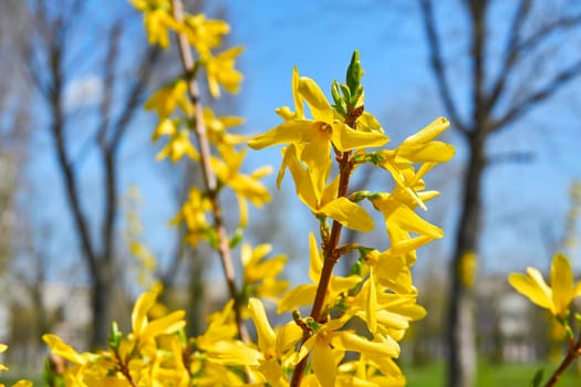 The season after winter and before summer, in which vegetation begins to appear from March to MaySpring yellow flowers against the blue sky. High quality photo