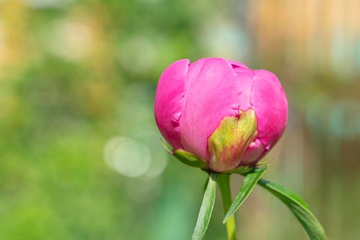 a blooming peony bud on a green background. photo