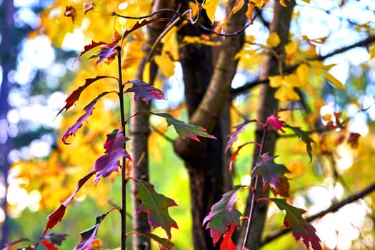 the season of the year between summer and winter, when leaves fall from the trees. Golden branch of autumn among green foliage