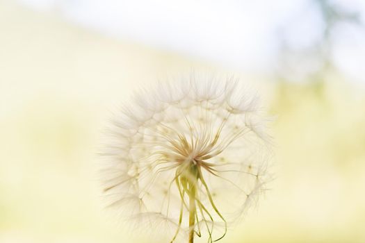 A large white ball of dandelion in hand against the sky. High quality photo