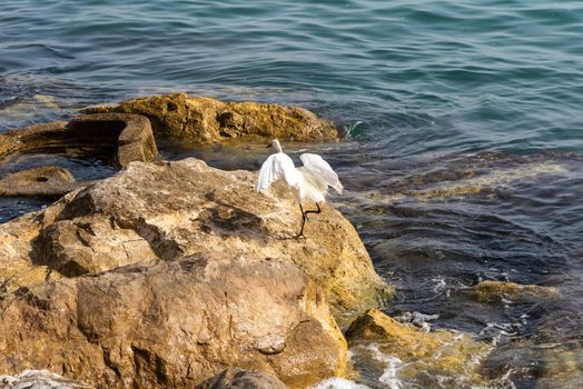 White Heron is Fishing, Heron Looking For Fish, Heron Walking On Water. Heron on a rock at the moment of the blue waters of the Mediterranean Sea. High quality photo