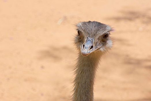 Front view of an ostrich. The concept for fear, ignoring, alertness, and attention. High quality photo