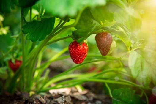 Ripe red strawberries grow on a wooden garden bed outdoors