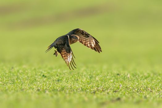 a buzzard flies over a green field