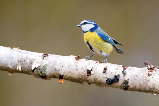 a blue tit sits on a branch