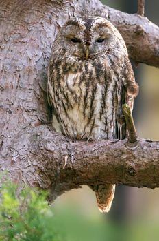 a tawny owl sits on a branch of a tree