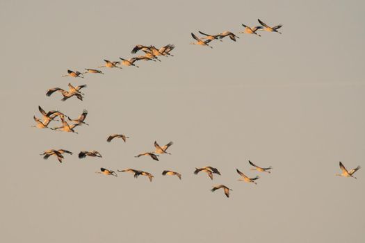 several cranes fly in the sky