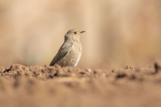 a female redstart looking for food on a freshly plowed field