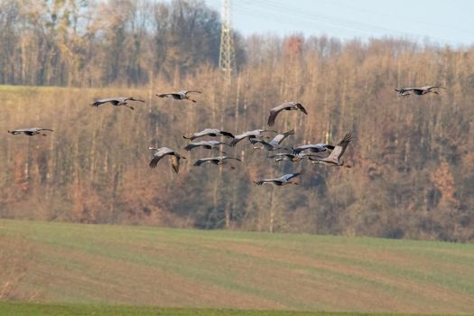 several cranes fly over a green field