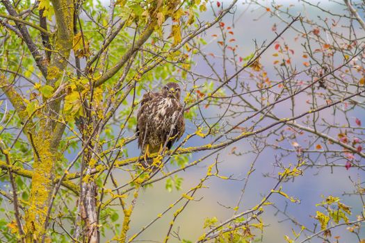 a Buzzard sits on a branch of a tree