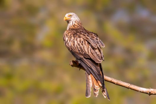 a red kite sits on a branch and looks for prey