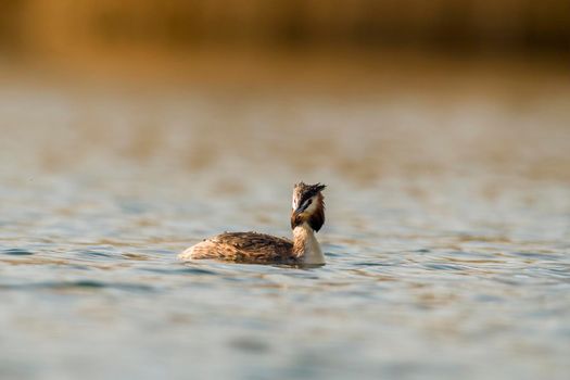 a great crested grebe swims on a lake