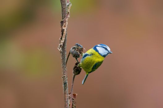 a blue tit sits on a branch