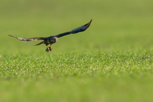 a buzzard flies over a green field