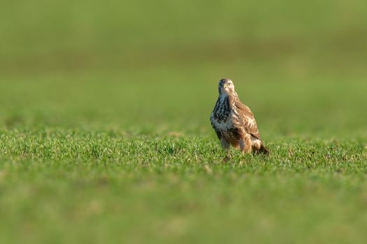 a Buzzard sits on a green field in spring