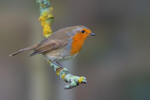 a robin sits on a branch