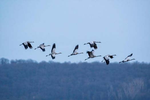 several cranes fly in the sky