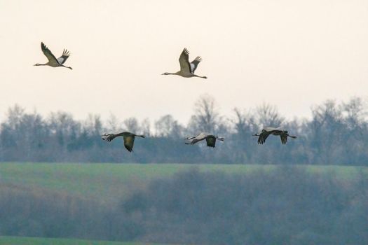 five cranes fly in the sky