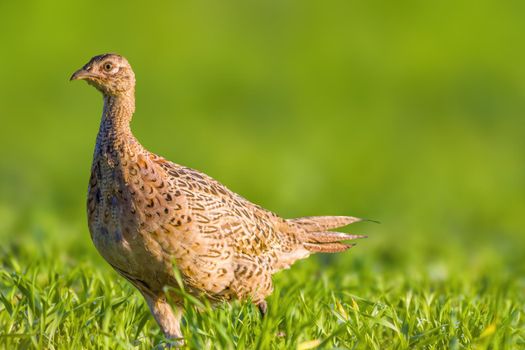a young pheasant chicken in a meadow
