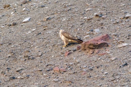 a buzzard sits on a mountain and looks for prey