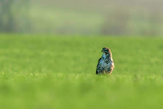 a Buzzard sits on a green field in spring