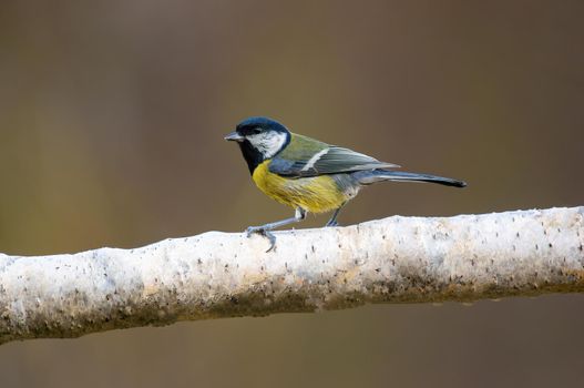 a great tit sits on a branch