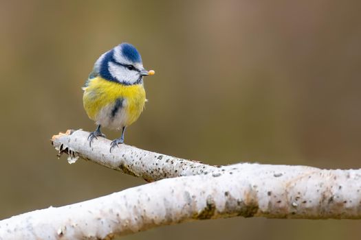 a blue tit sits on a branch