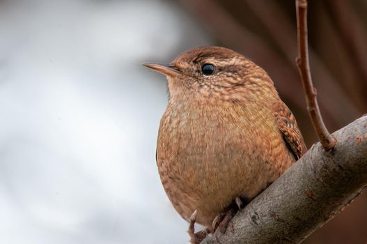 a wren sits on a branch and looks for food