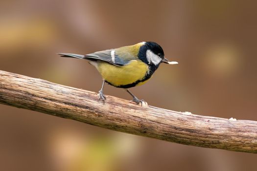 a great tit sits on a branch