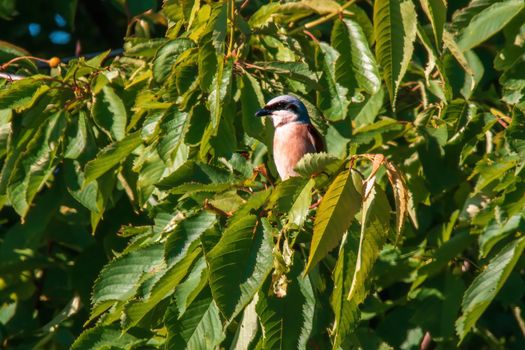 a male red-backed shrike sits on a branch and looks for food
