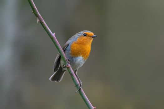 a robin sits on a branch