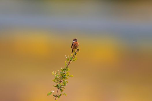 a female stonechat sits on a branch and looks for food