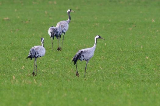 three cranes stands on a green field