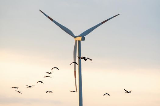 several cranes fly in the sky