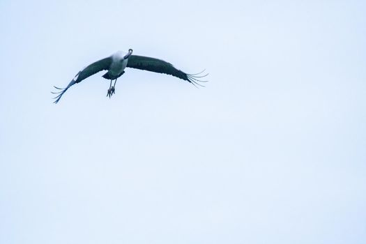 one crane flies in the sky
