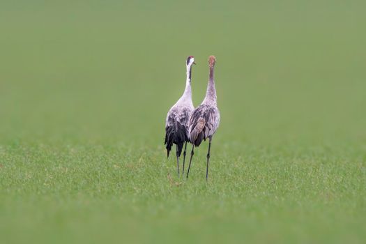 two cranes stands on a green field