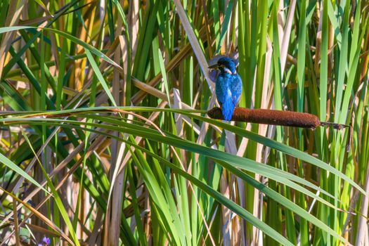 a kingfisher sits on a branch and looks for prey