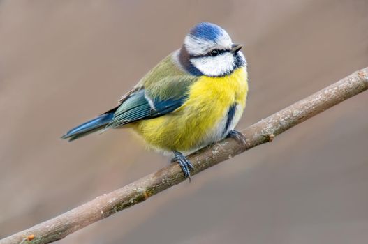 a blue tit sits on a branch