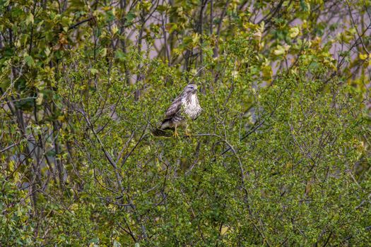 a Buzzard sits on a branch of a tree