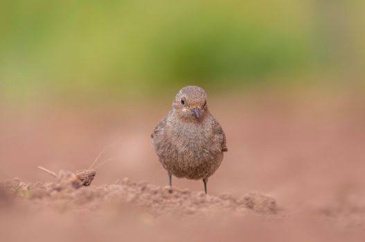 a female redstart looking for food on a freshly plowed field